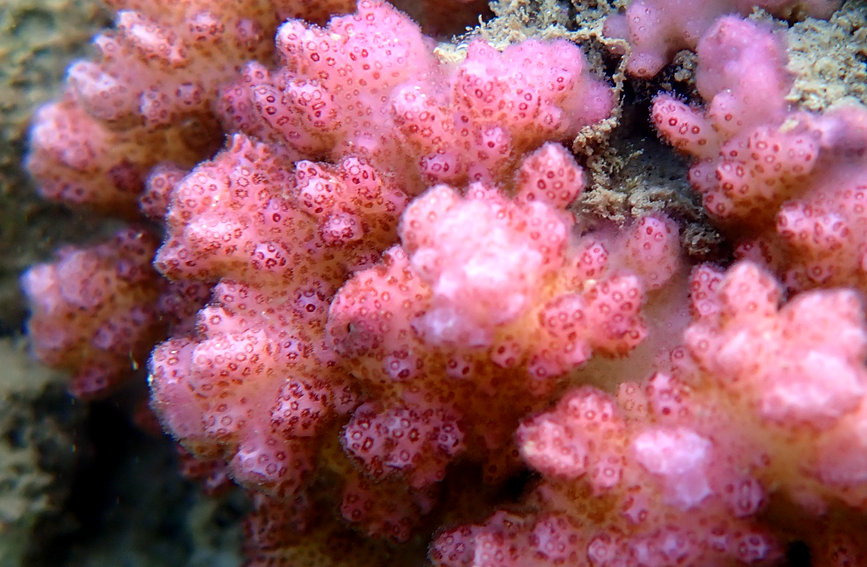 Maravillas del mundo coralino de Hainan. (Foto: Diario del Pueblo en Línea/Ji Xiang)