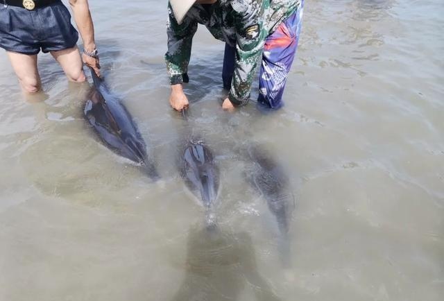 Equipos de rescate ayudan a varios delfines varados a regresar al mar