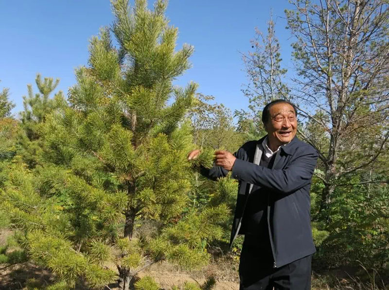 Shi Guangyin, una persona ejemplar que lidera los esfuerzos de forestación y lucha contra la desertificación en la provincia de Shaanxi, en el noroeste de China, revisa los pinos silvestres en un bosque refugio. (Foto de archivo)