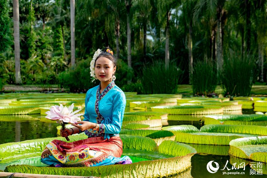 Las hojas del nenúfar Victoria son lo suficientemente grandes como para que una persona pueda sentarse, Xishuangbanna, Yunnan. (Foto: Pueblo en Línea)