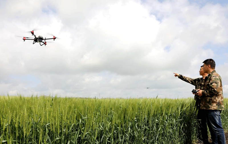 Drones de última generación se utilizan para rociar pesticidas y aplicar fertilizantes en los cultivos de Hulunbuir, región autónoma de Mongolia Interior. Para los agricultores, éste es un momento clave para el control de insectos.