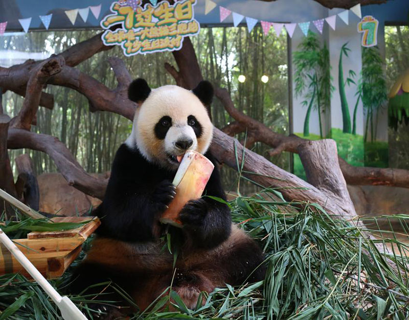 Shuaishuai, uno de los pandas trillizos, celebra el jueves su séptimo cumplea?os en Guangzhou, provincia de Guangdong. [Foto de Zheng Erqi / chinadaily.com.cn]