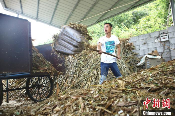 La foto muestra a Zhang Fa cargando un vehículo con forraje. (Foto / Zhu Liurong)