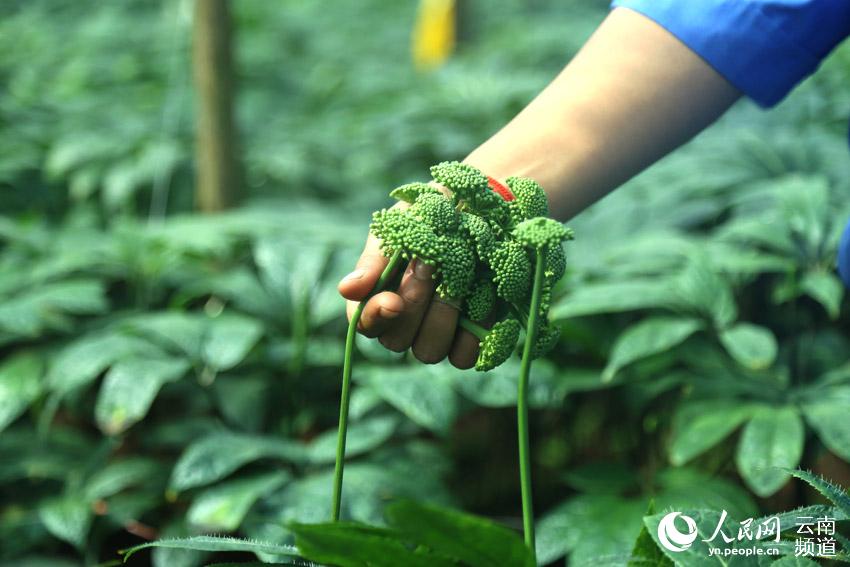 La prefectura de Wenshan en Yunnan avanza en la conservación de una planta endémica