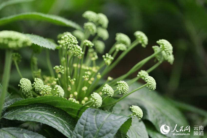 La prefectura de Wenshan en Yunnan avanza en la conservación de una planta endémica