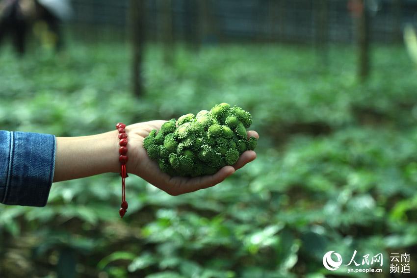 La prefectura de Wenshan en Yunnan avanza en la conservación de una planta endémica