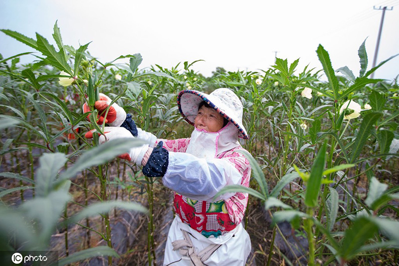 El nutritivo quimbombó mejora la vida en Nantong