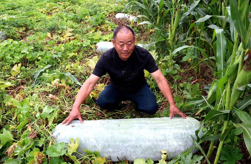 La foto muestra a Zhang Fuxin y una de sus calabazas chinas. (Foto / Yang Junhao)