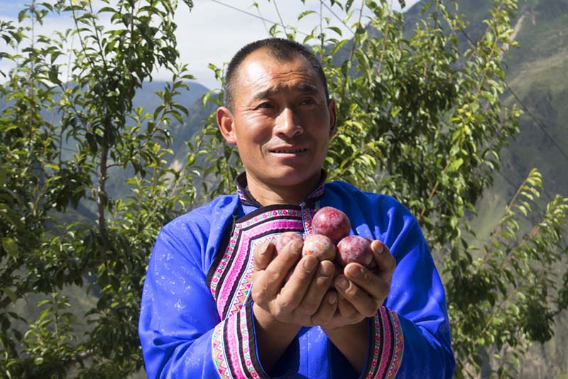 Hermosas ciruelas de Wenchuan, provincia de Sichuan. (Foto: cortesía del Departamento de Comunicación del Comité del PCCh de Wenchuan)