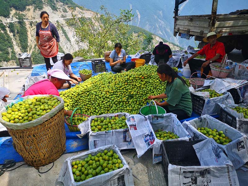 Clasificación de ciruelas en un huerto de Wenchuan, provincia de Sichuan. (Foto: cortesía del Departamento de Comunicación del Comité del PCCh de Wenchuan)