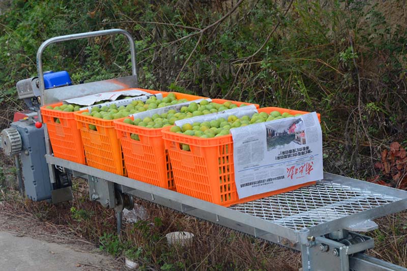 Wenchuan también ha innovado para transportar la cosecha por los agrestes senderos rurales. El modelo es ligero, flexible y potente. Este vehículo es muy popular entre los agricultores de Wenchuan. Gracias a su implementación, los obreros ya no tienen que bajar los sacos de fruta arriados en sus espaldas. (Foto: cortesía del Departamento de Comunicación del Comité del PCCh de Wenchuan)