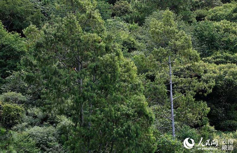 Pinos de cinco agujas de Qiaojia recuperan terreno perdido en Yunnan