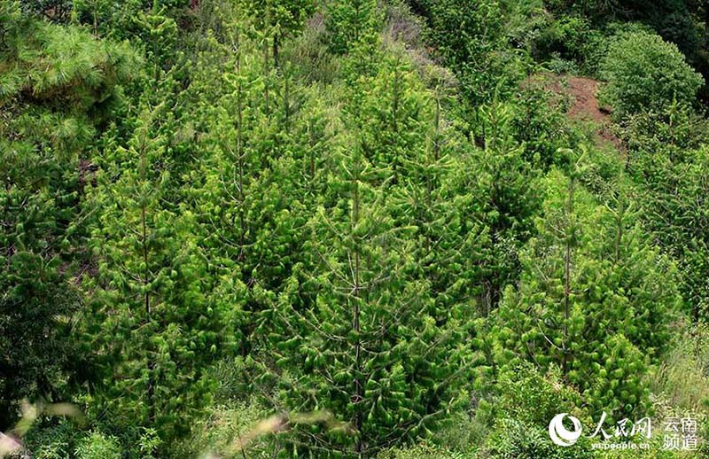 Pinos de cinco agujas de Qiaojia recuperan terreno perdido en Yunnan