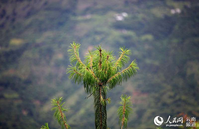 Pinos de cinco agujas de Qiaojia recuperan terreno perdido en Yunnan