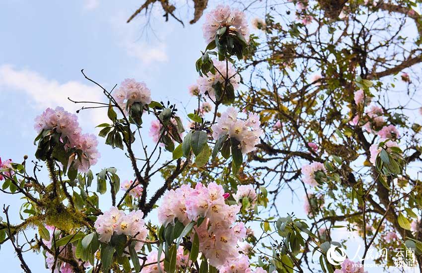 Azalea, una de las ocho flores más populares en Yunnan