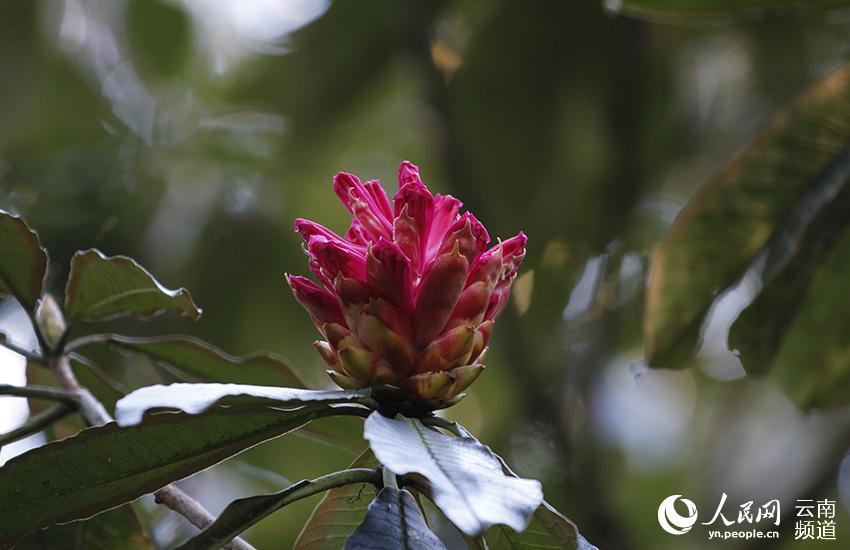 Azalea, una de las ocho flores más populares en Yunnan