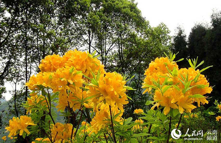 Azalea, una de las ocho flores más populares en Yunnan