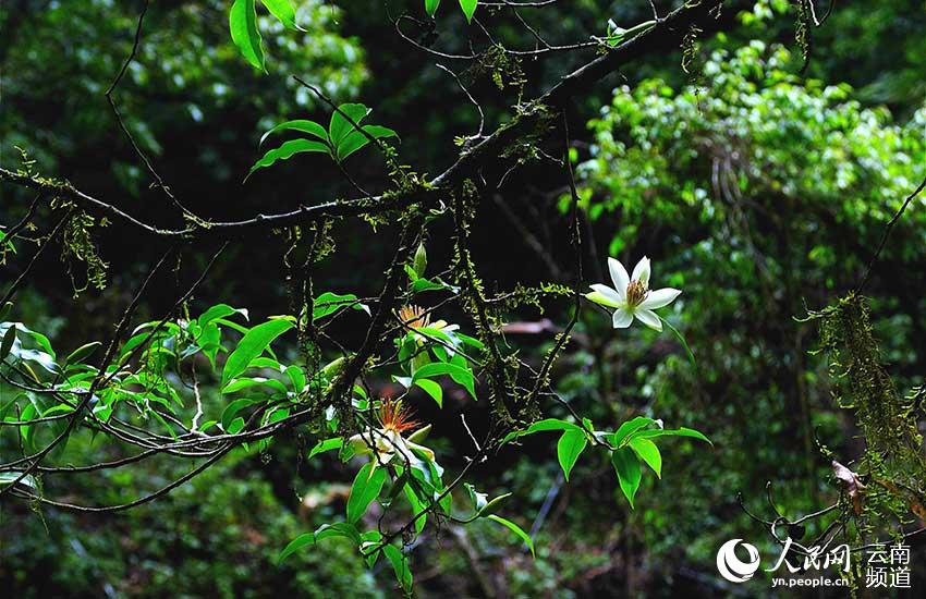 Reserva Natural Xiaoheishan en Yunnan: hábitat ideal para plantas silvestres raras