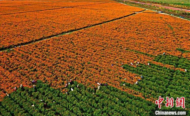 La caléndula aumenta los ingresos de los agricultores en Gansu