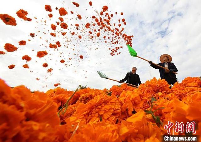 La caléndula aumenta los ingresos de los agricultores en Gansu