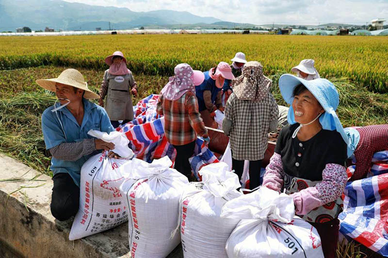 La variante de arroz súper híbrido alcanza un rendimiento unitario de más de 1.100 kg en Yunnan