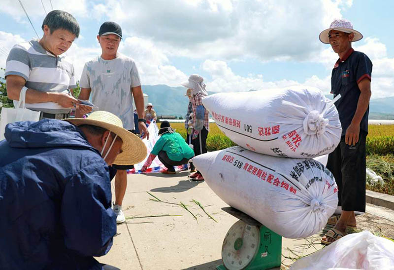 La variante de arroz súper híbrido alcanza un rendimiento unitario de más de 1.100 kg en Yunnan