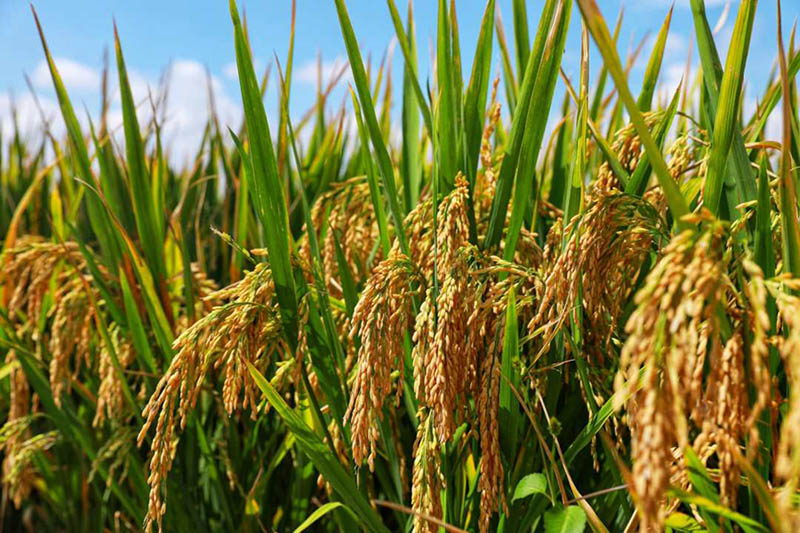 La variante de arroz súper híbrido alcanza un rendimiento unitario de más de 1.100 kg en Yunnan