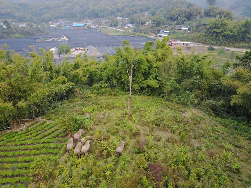 La foto muestra elefantes asiáticos acercándose a las aldeas de la ciudad de Jinghong, provincia de Yunnan, en el suroeste de China. (Foto del Centro de Convergencia de Medios de la Ciudad de Jinghong)