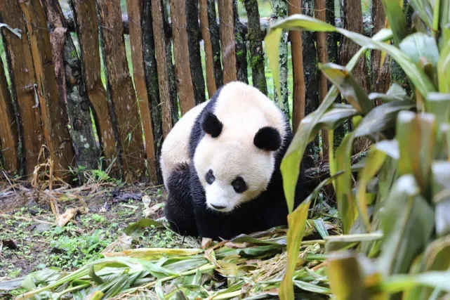 Un panda salvaje busca alimento en un campo de maíz en la aldea Yuping del condado autónomo Yi de Ebian, ciudad de Leshan, en la provincia de Sichuan en el suroeste de China. (Foto / leshan.cn)