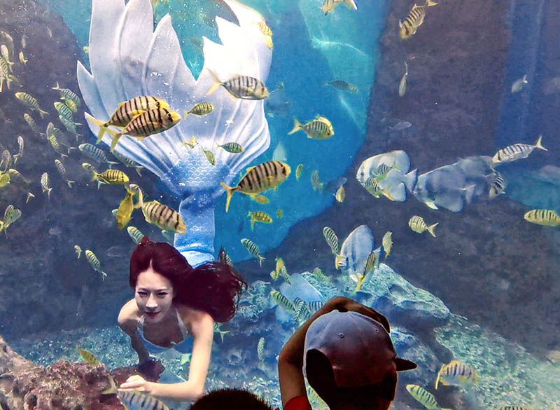 Los turistas observan una actuación de sirenas en Xiamen, provincia de Fujian. [Foto de Shen Weibin / chinadaily.com.cn]