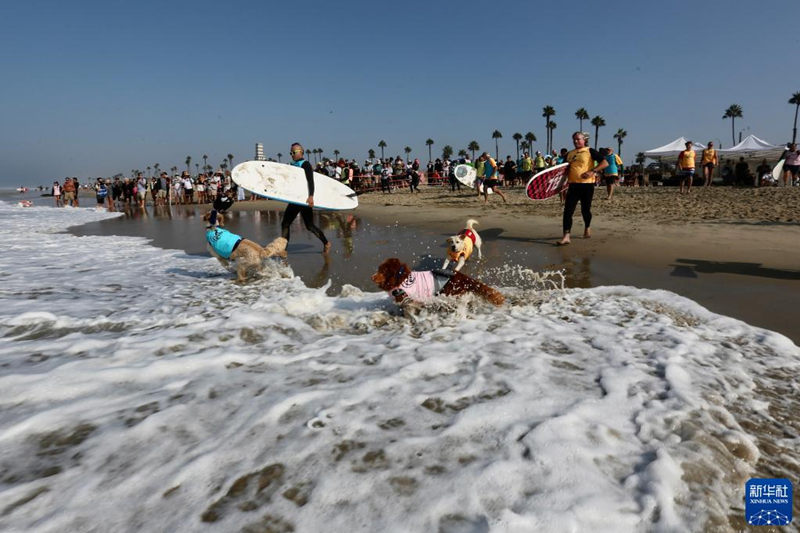 Surf City Surf Dog remonta olas en California, EE. UU.