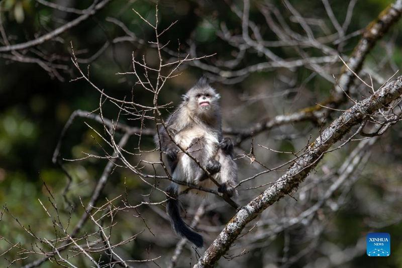 Aumenta la población de monos de pelo dorado de Yunnan