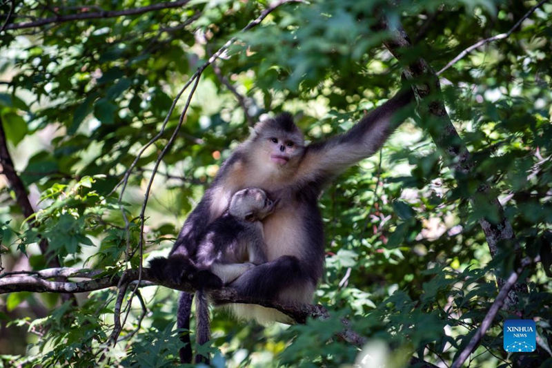 Aumenta la población de monos de pelo dorado de Yunnan