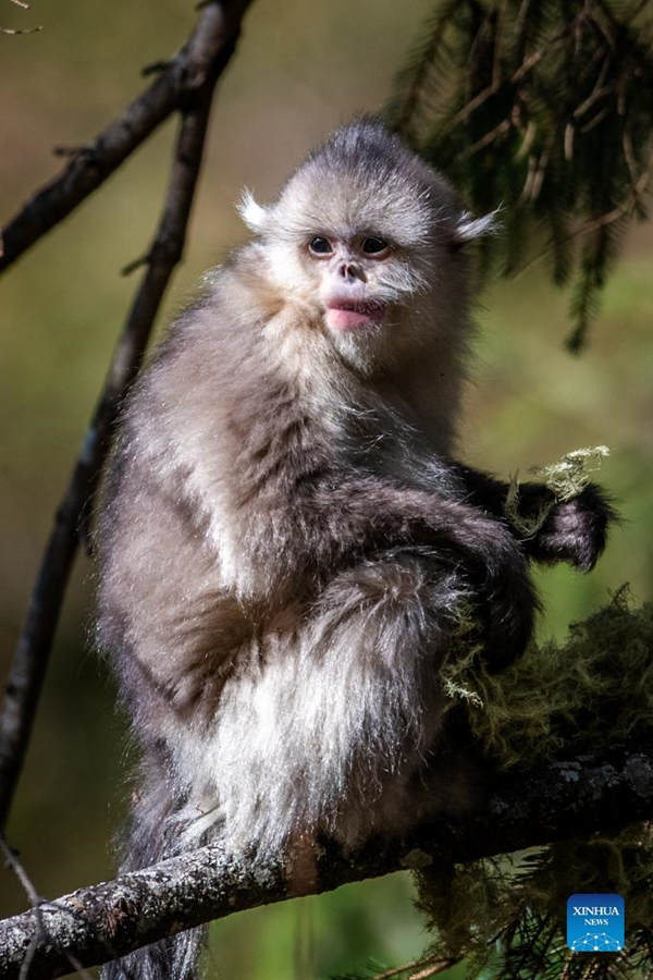 Aumenta la población de monos de pelo dorado de Yunnan