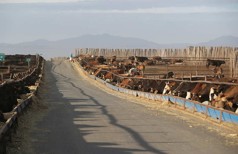 La cría inteligente de ganado impulsa la vitalización rural en Xinjiang