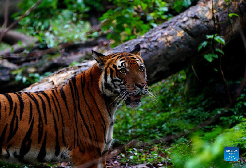 Tigre del sur de China del zoológico de Shanghai, 11 de octubre del 2021.  (Foto: Xinhua/ Zhang Jiansong)