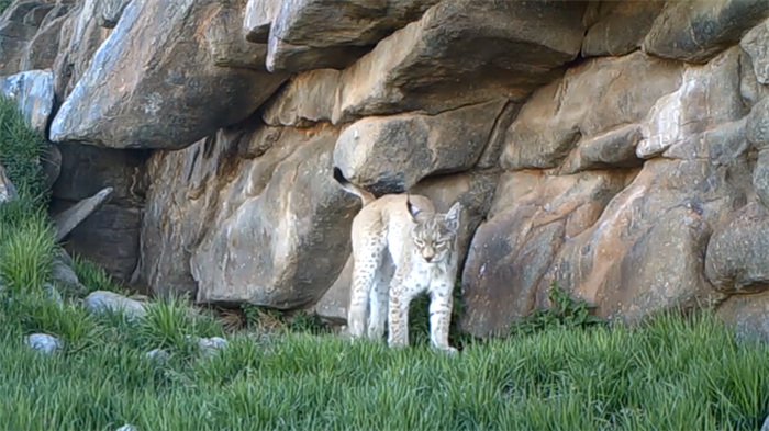 Parque Nacional de la Monta?a Qilian: hogar de numerosas especies salvajes raras