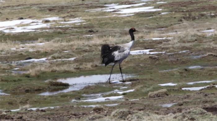 Parque Nacional de la Monta?a Qilian: hogar de numerosas especies salvajes raras