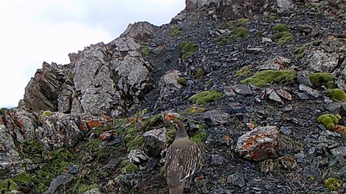 Parque Nacional de la Monta?a Qilian: hogar de numerosas especies salvajes raras