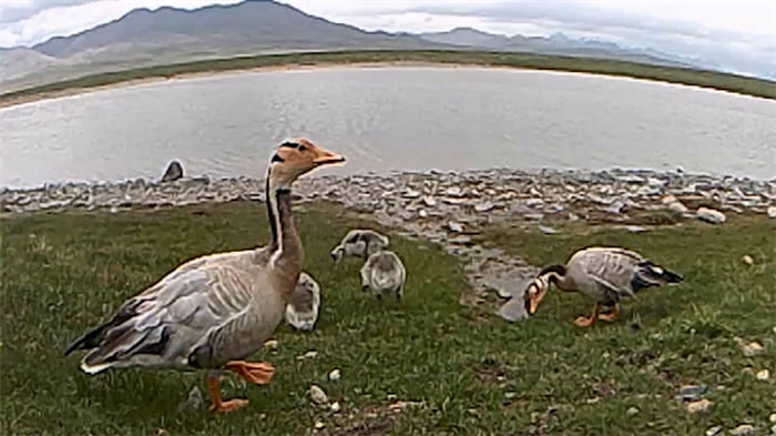 Parque Nacional de la Monta?a Qilian: hogar de numerosas especies salvajes raras