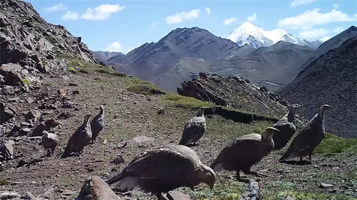 Parque Nacional de la Monta?a Qilian: hogar de numerosas especies salvajes raras