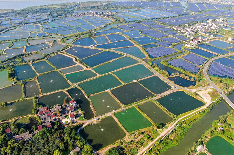 El 4 de octubre de 2021, la foto muestra la planta de energía fotovoltaica que integra la acuicultura y la energía fotovoltaica en la aldea Digang del distrito Nanxun, en la ciudad de Huzhou de la provincia de Zhejiang (este de China). (Zhou Hongfeng / Pueblo en Línea)