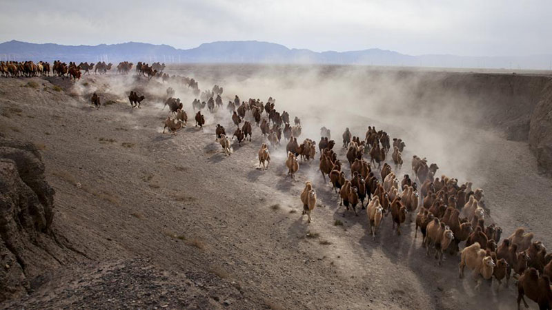 Imagen de numerosos camellos durante la migración. [Foto de Zhou Xin / para chinadaily.com.cn]