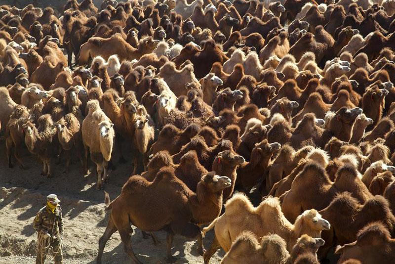 Imagen de numerosos camellos durante la migración. [Foto de Zhou Xin / para chinadaily.com.cn]