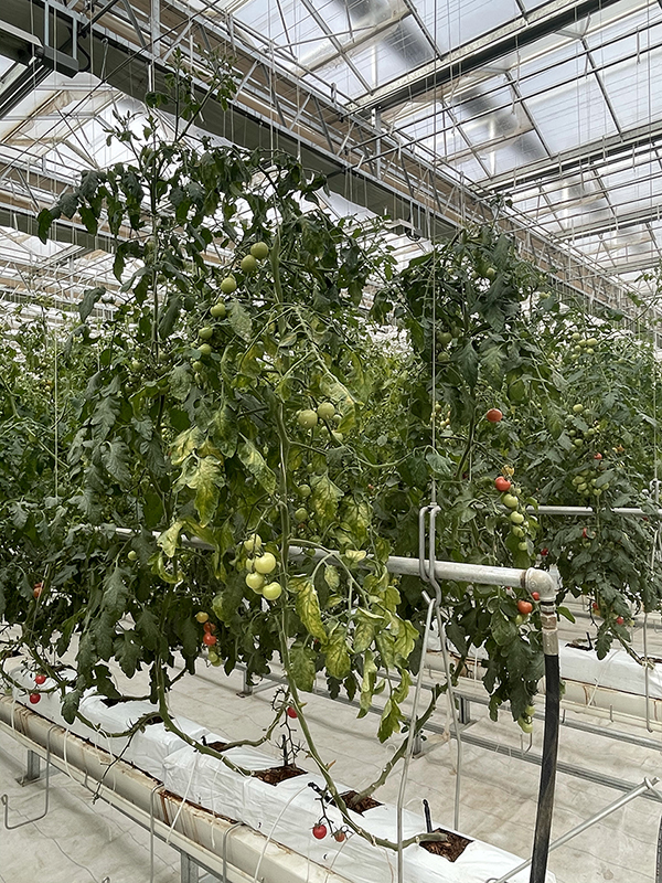 Tomates cherry en un invernadero. [Foto de Jiang Lu / chinadaily.com.cn]