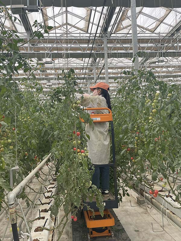 Los trabajadores recogen tomates cherry en un invernadero. [Foto de Jiang Lu / chinadaily.com.cn]