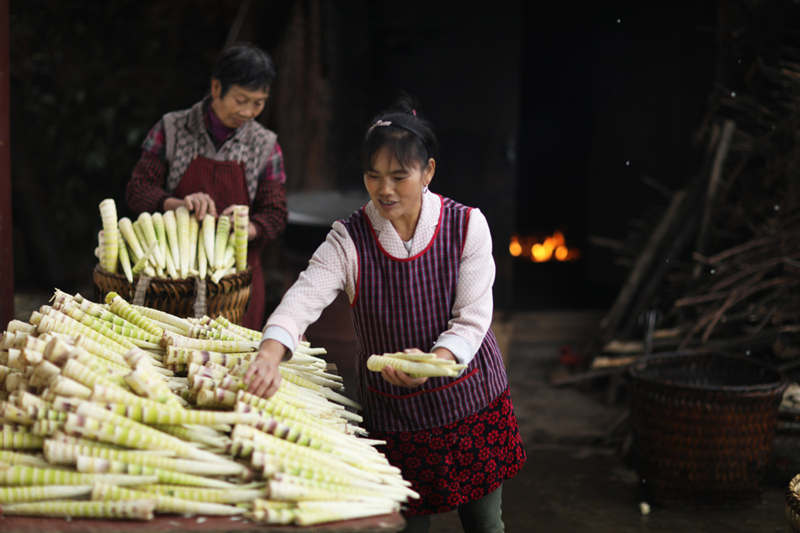 El cultivo de bambú marca el comienzo de una próspera temporada