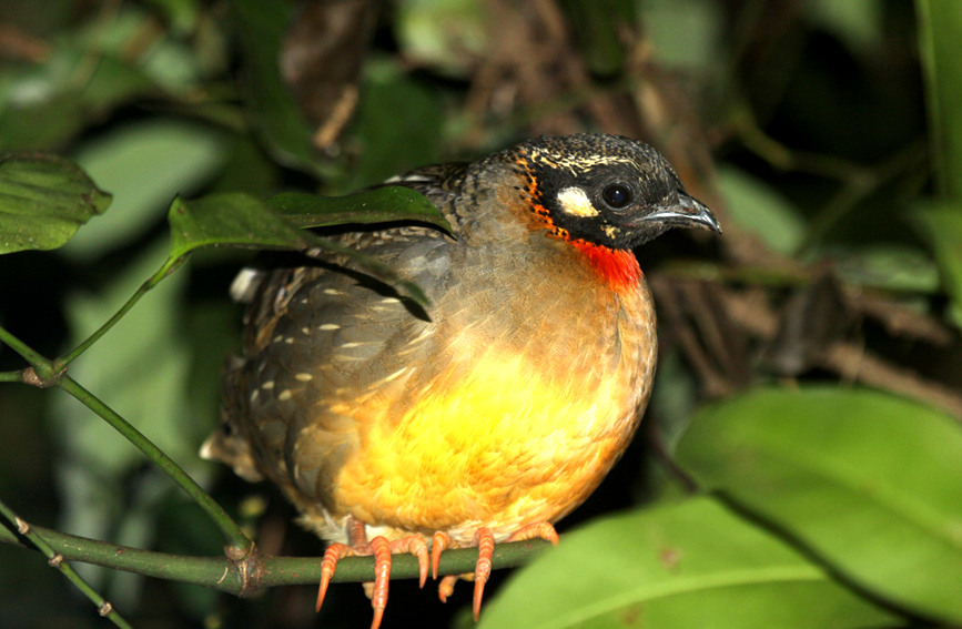 La Perdiz de Hainan fue incluida en el Libro Rojo de Especies en Peligro de Extinción de China, así como en la Lista de Animales Salvajes bajo Conservación Estatal de Primer Nivel. (Foto: Pueblo en Línea/ Lu Gang)