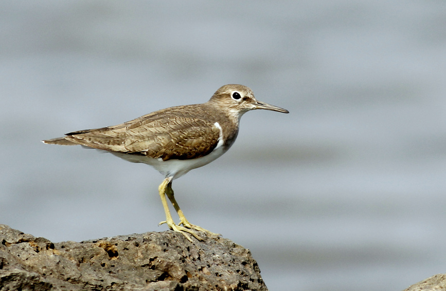 Actitis hypoleucos posada en una roca. (Foto: Pueblo en Línea/ Zheng Meihua)