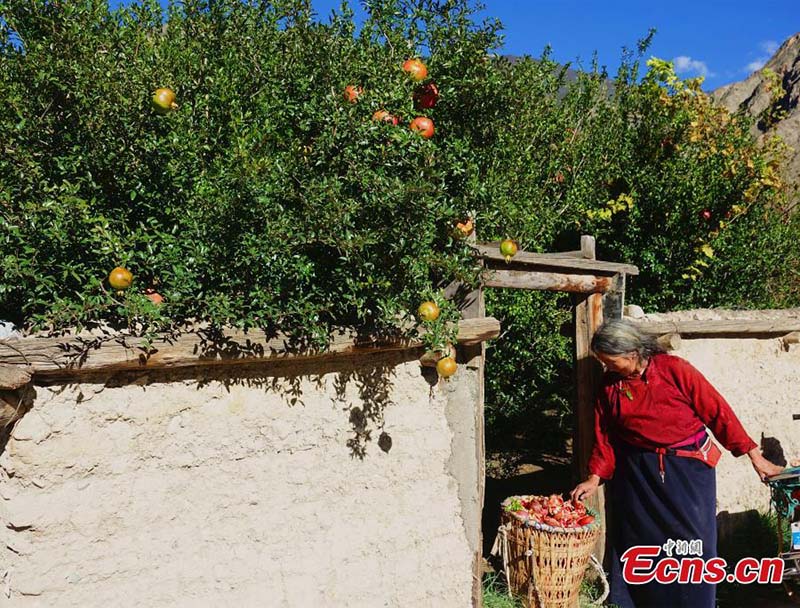 Casas de estilo tibetano en el municipio Dongba, Región Autónoma del Tíbet, China, 23 de octubre del 2021. (Foto: Servicio de Noticias de China/ Ran Wenjuan)